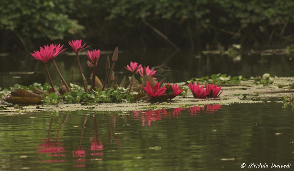 15 Things I Loved about Kumarakom Lake Resort