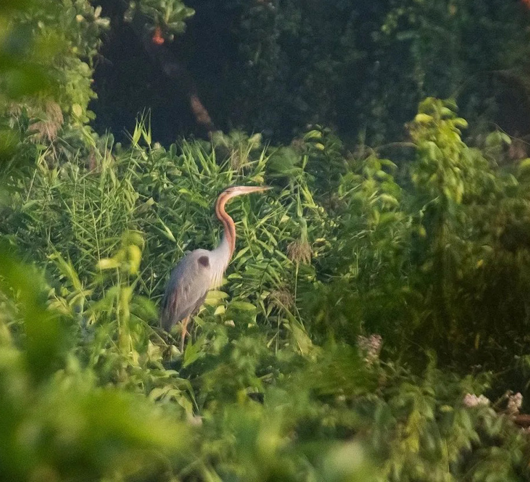 Bird Sanctuary Visit