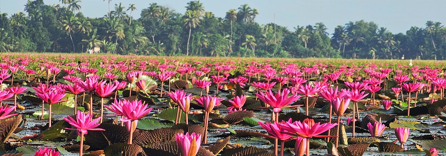 Witness the Water Lily Bloom at Malarikkal
